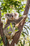 Featherdale Sydney Wildlife Park